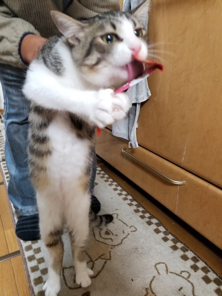 ウケた画像w：コメント4467