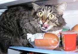 ウケた画像w：コメント4693