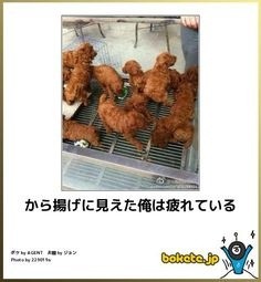 ウケた画像w：コメント4700