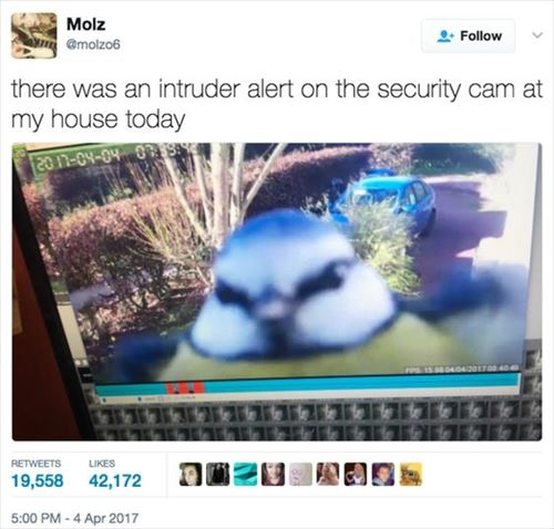 ウケた画像w：コメント4706