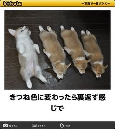 ウケた画像w：コメント4710