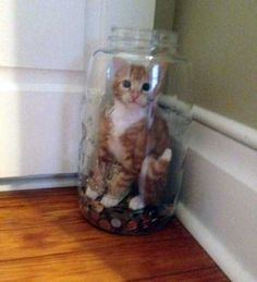 ウケた画像w：コメント4723