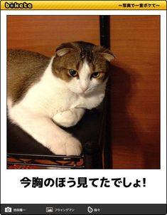 ウケた画像w：コメント4730