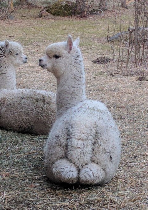 ウケた画像w：コメント4579