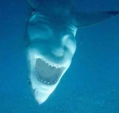 ウケた画像w：コメント4597