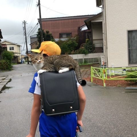 ウケた画像w：コメント4994