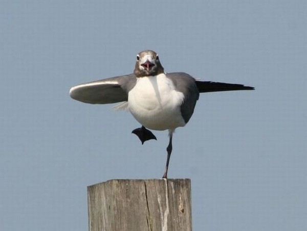 ウケた画像w：コメント5011