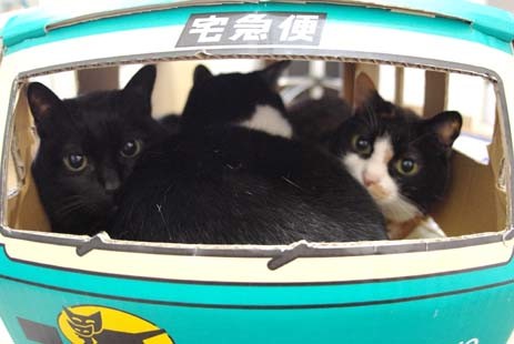 ウケた画像w：コメント5004