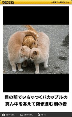 ウケた画像w：コメント5041