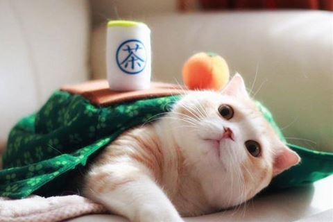 ウケた画像w：コメント5081