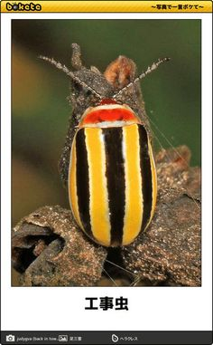 ウケた画像w：コメント5130