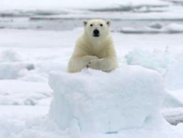 ウケた画像w：コメント5136