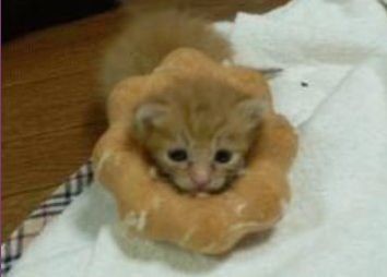 ウケた画像w：コメント5226