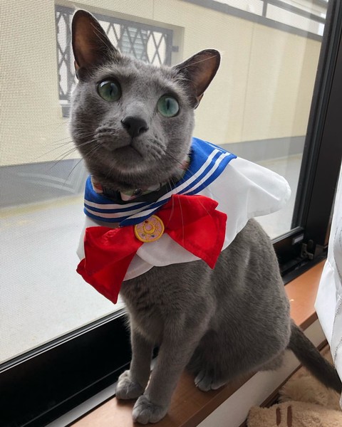 ウケた画像w：コメント4866