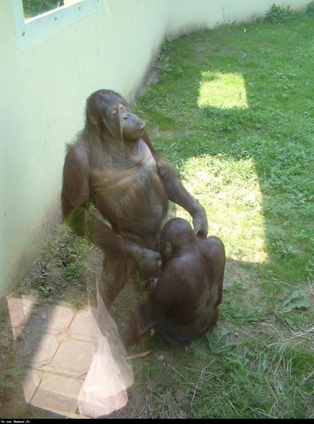 ウケた画像w：コメント4863