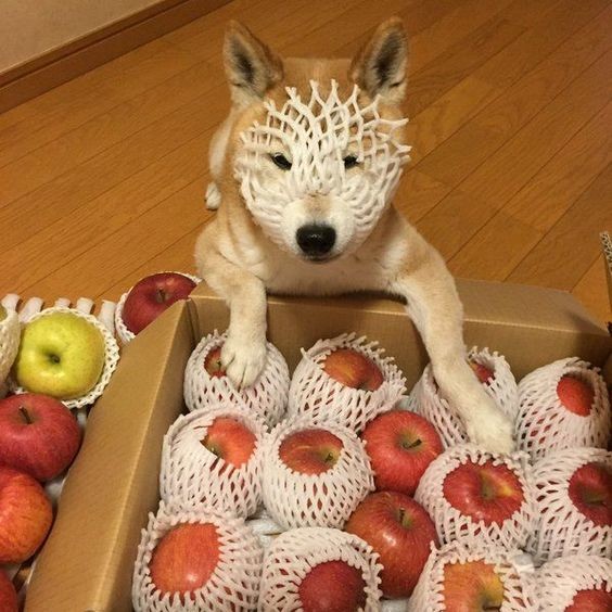 ウケた画像w：コメント5290