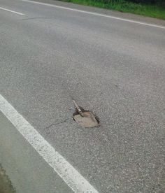 ウケた画像w：コメント4913