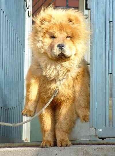 ウケた画像w：コメント6461