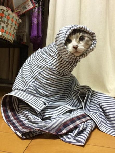 ウケた画像w：コメント6565