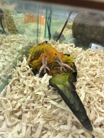 ウケた画像w：コメント6559