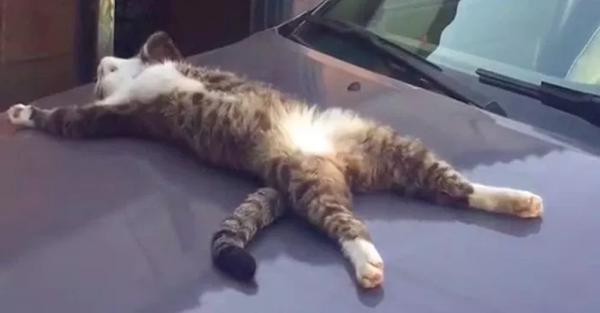 ウケた画像w：コメント6578