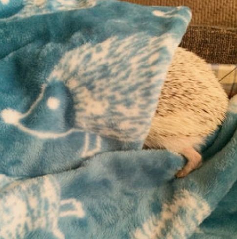 ウケた画像w：コメント6356