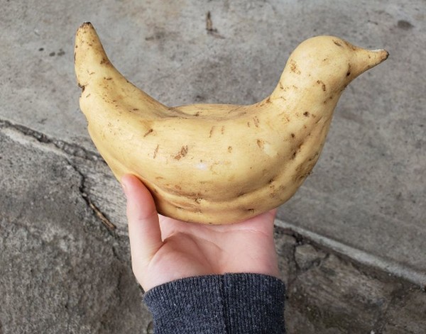 ウケた画像w：コメント6383