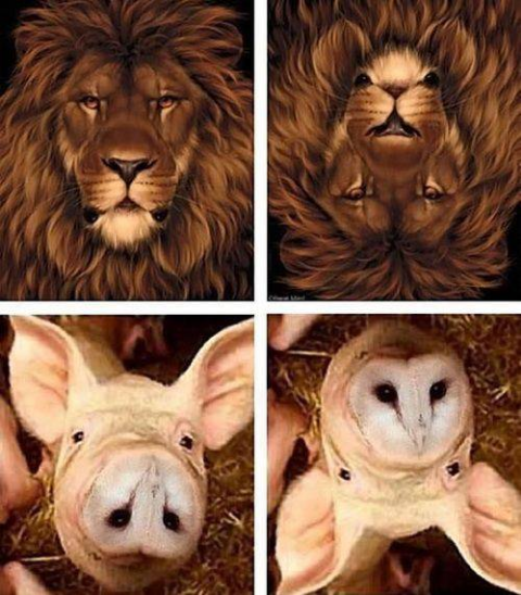 ウケた画像w：コメント6366