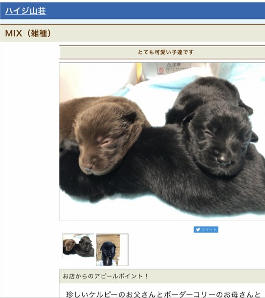 マツコが猫を飼わない理由に共感の声「こういう感覚大切、可愛いだけでは飼えない」：コメント27