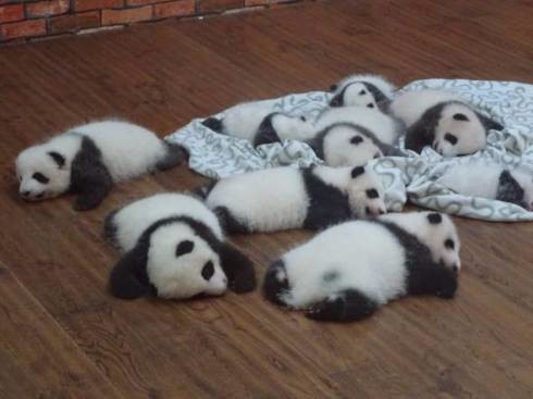 パンダ良浜に妊娠の兆候 11~12月の出産見込み、公開休止 和歌山・白浜:コメント6