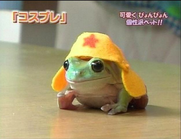 ウケた画像w：コメント6617