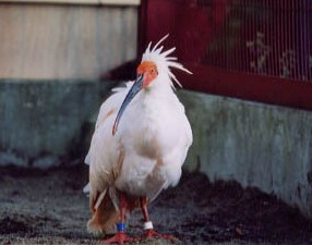 å¨å½100ä¸äººã®å¼ããããã«åãï¼ã³ã¡ã³ã1123