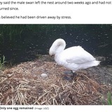 少年らに卵を潰された白鳥、傷心のあまり巣の中で息絶える（英）