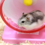 コロナ禍にペットを飼い始めて後悔「毎月予想以上にお金がかかる」