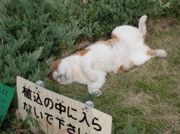 ã¦ã±ãç»åwï¼ã³ã¡ã³ã7774