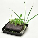 手塩にかけて“雑草”を育てる時代!? 「雑草栽培セット」が1カ月半で3000個を販売…魅力を聞いた