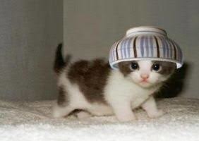 消えた巨大ニシキヘビ 14日に捜索打ち切りも…現場にはユーチューバーも集結:コメント3