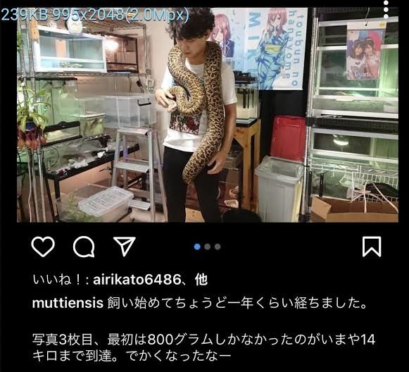 消えた巨大ニシキヘビ 14日に捜索打ち切りも…現場にはユーチューバーも集結:コメント9