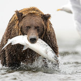 アメリカ人の6％は丸腰でハイイログマに勝てると考えていることが判明