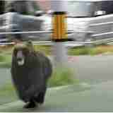 『ひるおび』恵俊彰、駆除された札幌ヒグマに「かわいそう」発言で疑問の声も「怪我人出てるのに…」