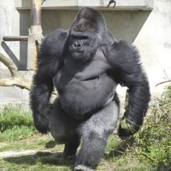 イギリスがロブスターやタコをそのまま茹でる行為を禁止する可能性、:コメント12