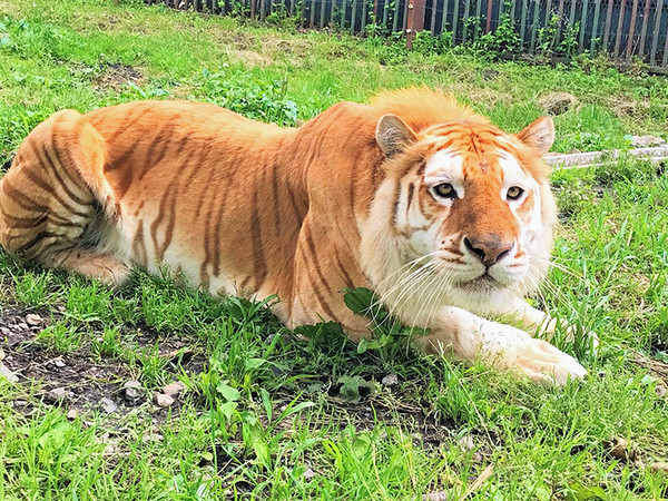 那須サファリパーク飼育員ら男女3人、トラにかまれ負傷…急きょ休園:コメント2