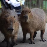 カピバラに襲われ、女児けが　頭や首かまれる　富岡・群馬サファリパーク