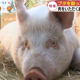ブタの飼育から肉をいただくまで…小学校で「命の授業」 長野・伊那市