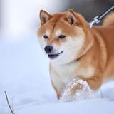 「ティーカッププードル」「豆柴」人気に警鐘　専門団体が「小型化のリスク」訴えた理由