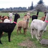 アルパカ抗体　新型コロナ全変異株に有効　京大など　2年後実用化へ