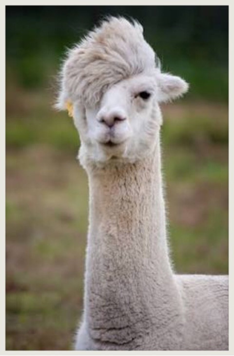 アルパカ抗体　新型コロナ全変異株に有効　京大など　2年後実用化へ：コメント2