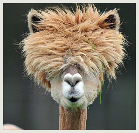 アルパカ抗体　新型コロナ全変異株に有効　京大など　2年後実用化へ：コメント3