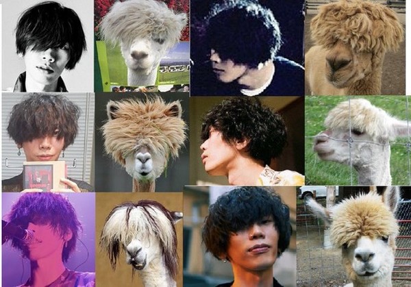 アルパカ抗体　新型コロナ全変異株に有効　京大など　2年後実用化へ：コメント4