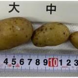 小学校で栽培したジャガイモで食中毒　児童ら45人に症状　皮付きのまま食べ…病因物質はソラニン